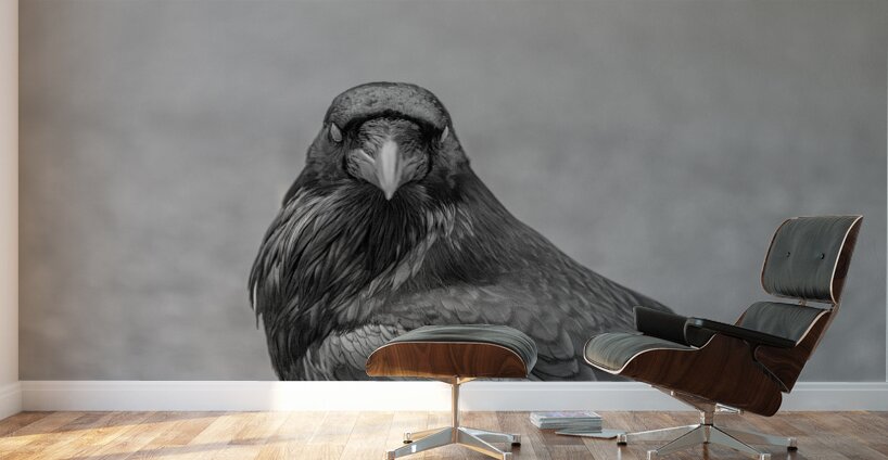 Raven Eyes Wall Murals