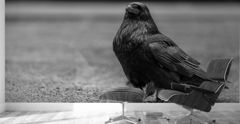 Three Eyed Raven Wall Murals