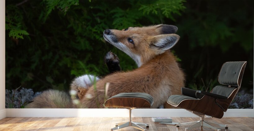 Fox in nature s embrace Wall Murals