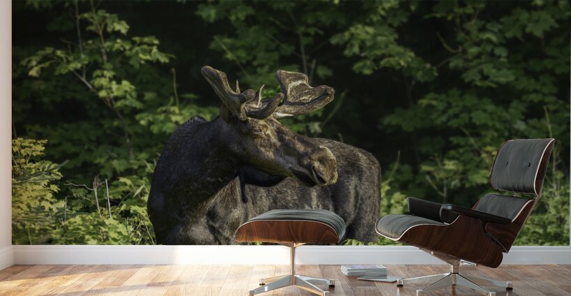 Bull Moose in early morning light. Wall Murals