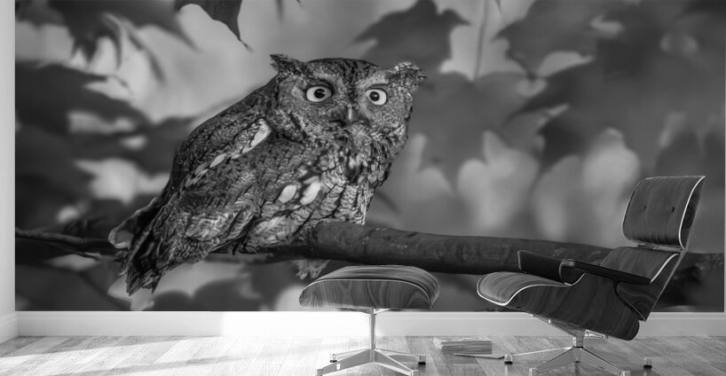 Gaze of an Owl Wall Murals