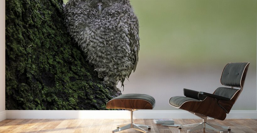 Eastern Screech Owlet Wall Murals