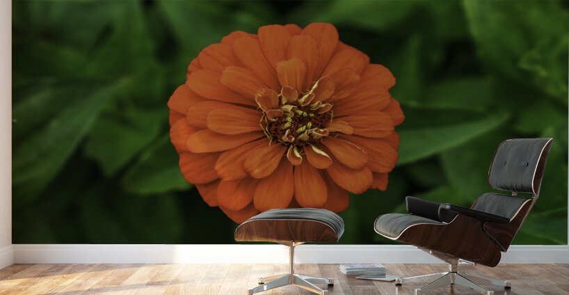 Dahlia Delight Wall Murals