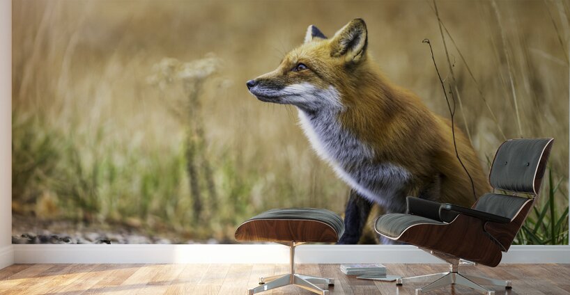 Fox portrait in morning light Wall Murals