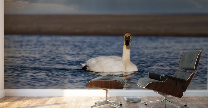 Swan on Lake Ontario Wall Murals