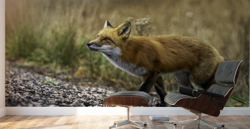 Opportunistic Fox Wall Murals