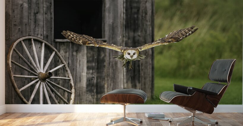 Barn Owl Colored Wall Murals