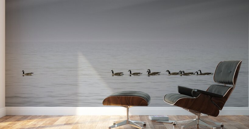 Gracefully Gliding Wall Murals