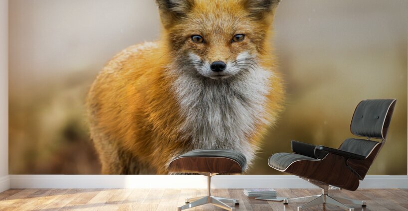 Foxing Around Wall Murals