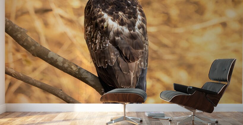 Crested Serpent Eagle. Wall Murals