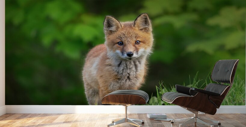 Portrait of a Fox Wall Murals