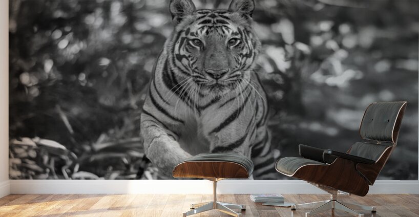 Sher Khan Wall Murals