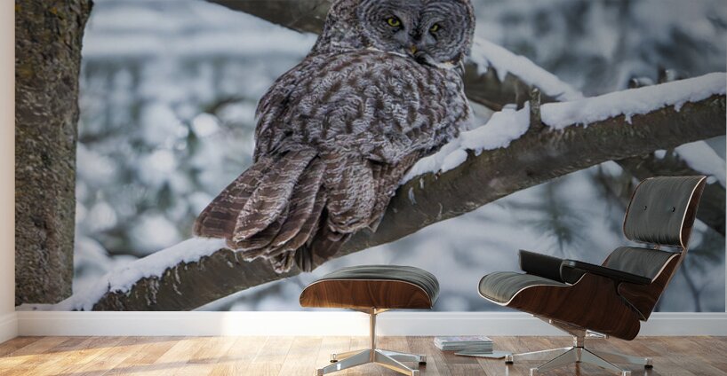 Great Grey Owl Wall Murals