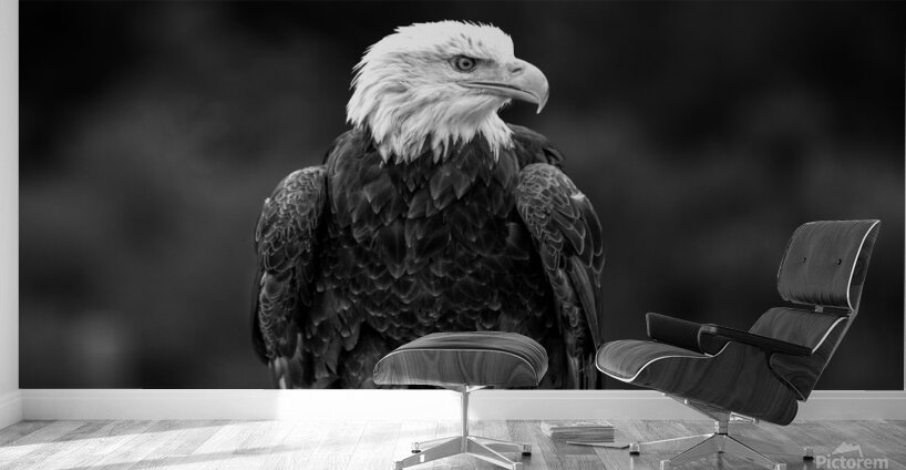 Bald Eagle Wall Murals