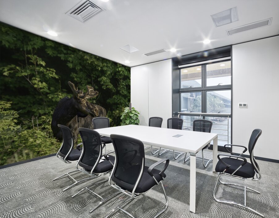 Bull Moose in early morning light. Wall Printing