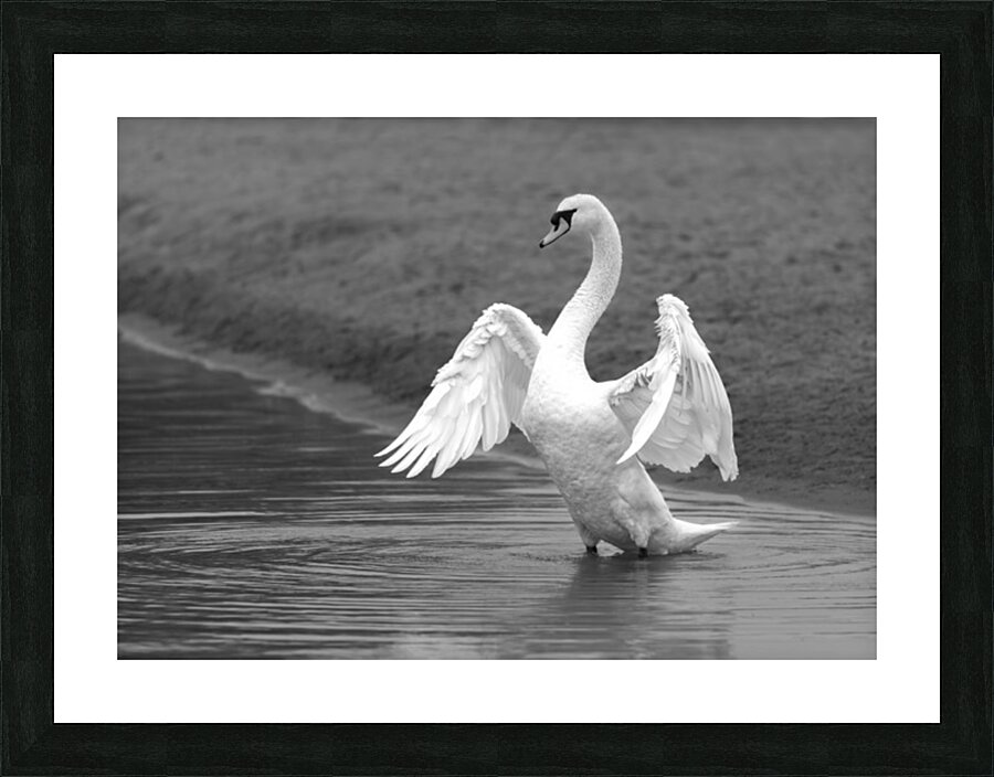 Swan in full glory Picture Frame print
