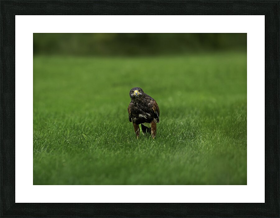 When Life Gives You Wings Hawk It Out  Picture Frame print