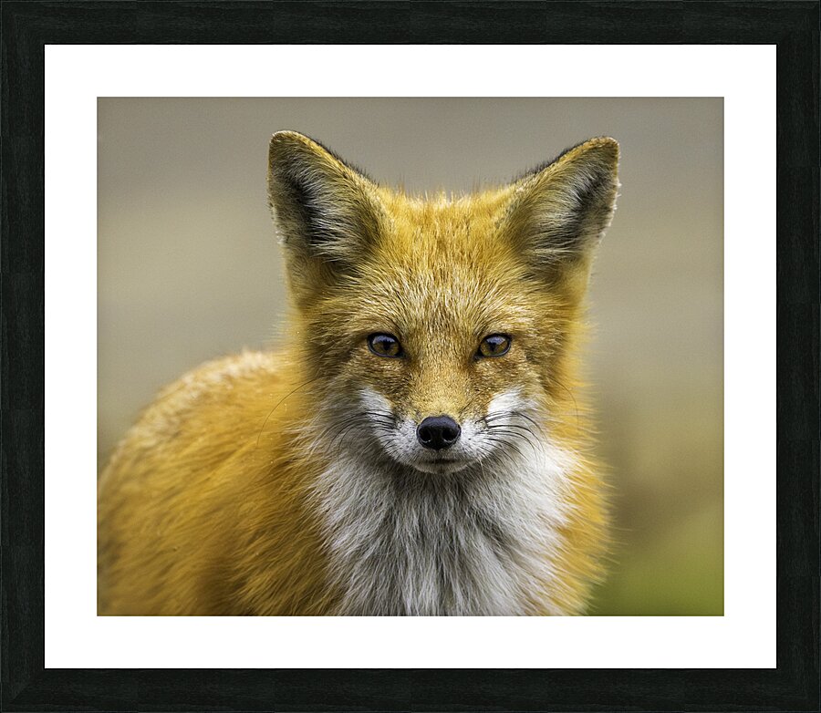 Eyes of a Fox Picture Frame print
