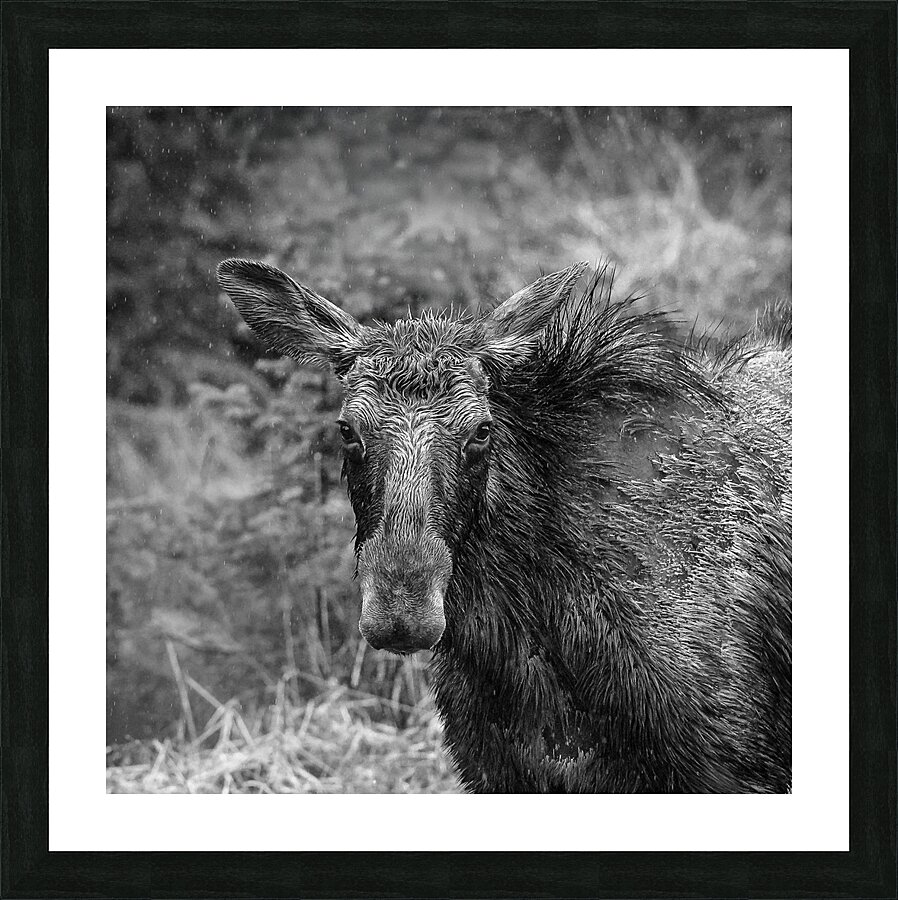 Monochrome Moose Portrait Picture Frame print