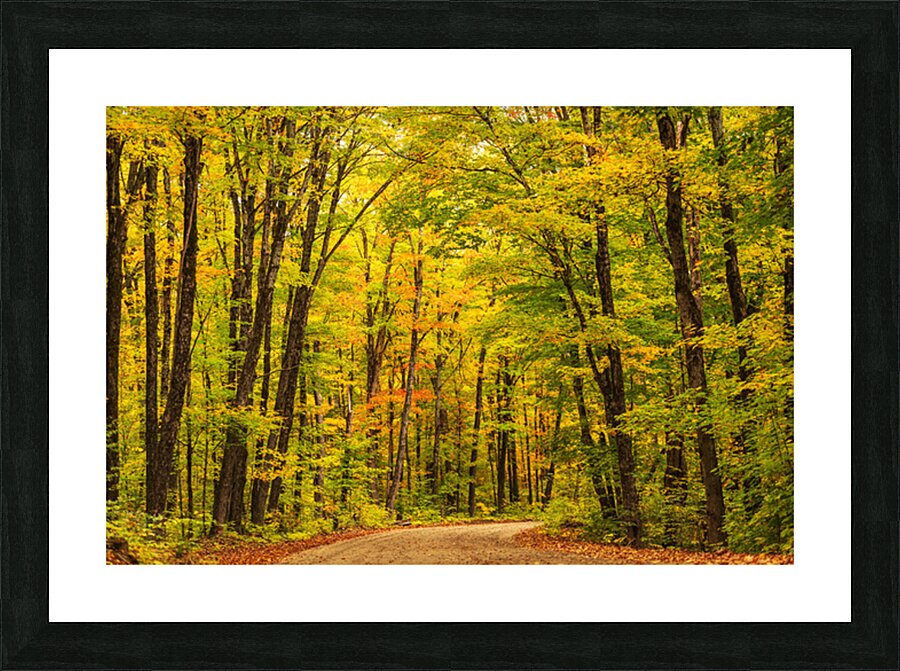 Fall Colors in Forest Picture Frame print