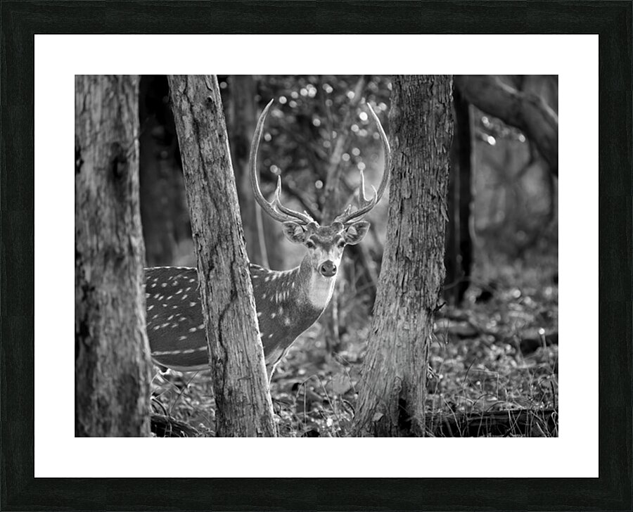 The Big Spotted Deer Picture Frame print