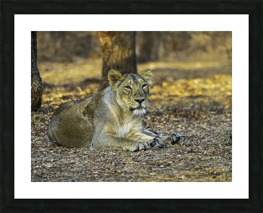Lioness in Golden Light Picture Frame print