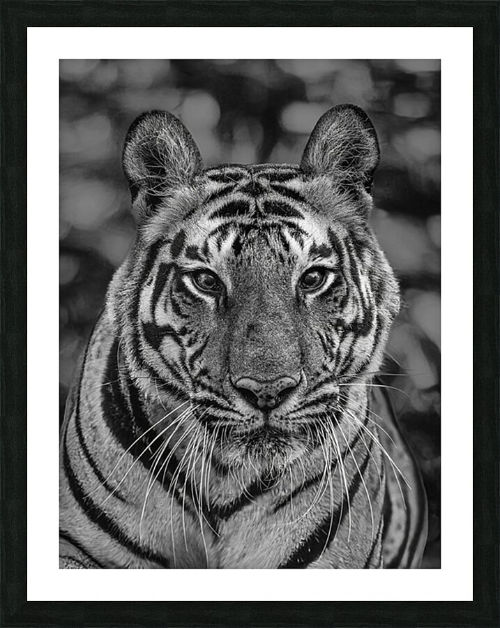 Eyes of the Wild Picture Frame print