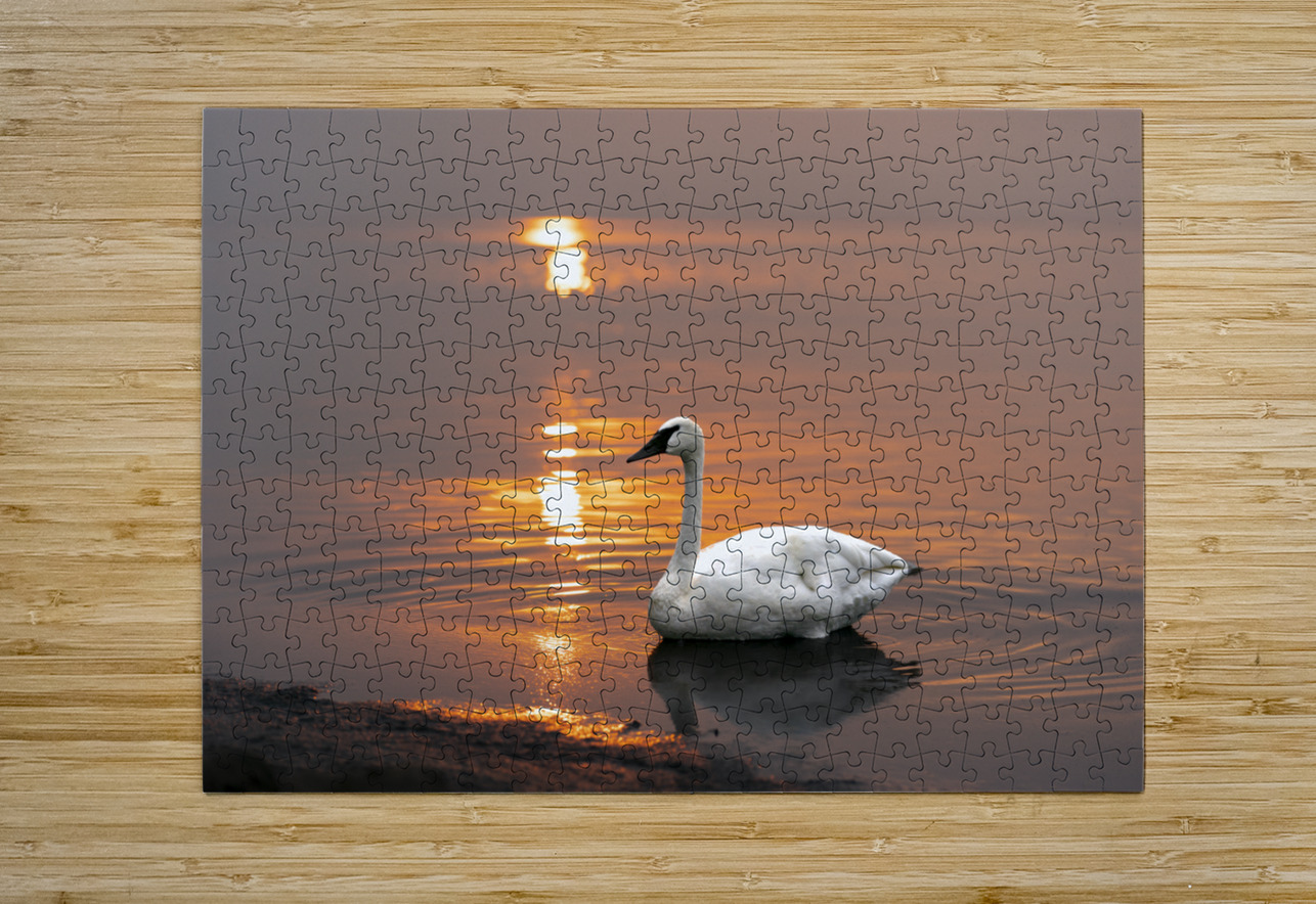 Swan on Lake Aman Sharma Puzzle printing
