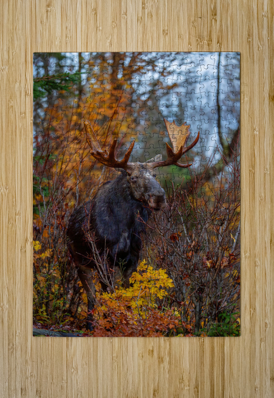 Bull Moose in Fall Colors Aman Sharma Puzzle printing