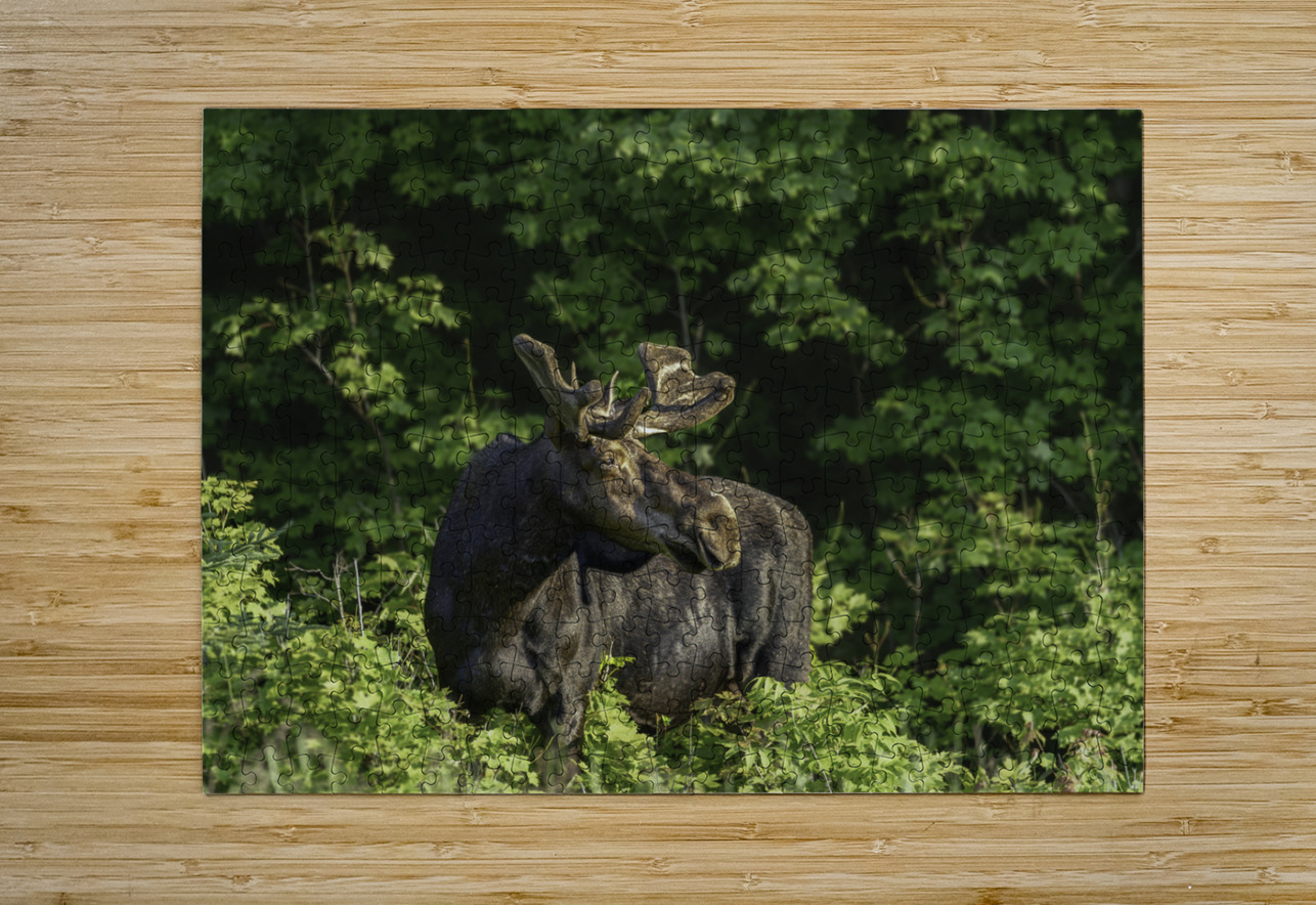 Bull Moose in early morning light. Aman Sharma Puzzle printing