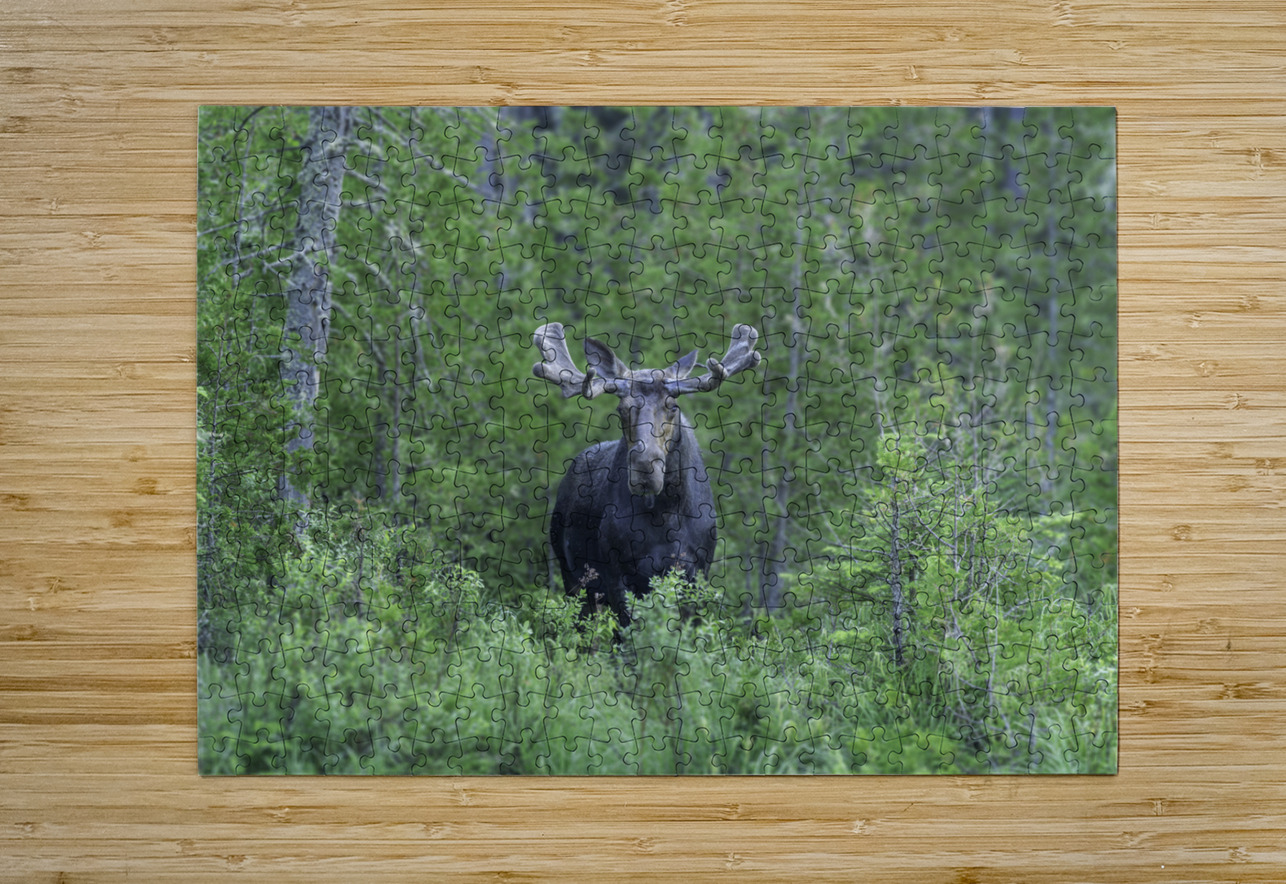 Gaze of a Bull Moose Aman Sharma Puzzle printing