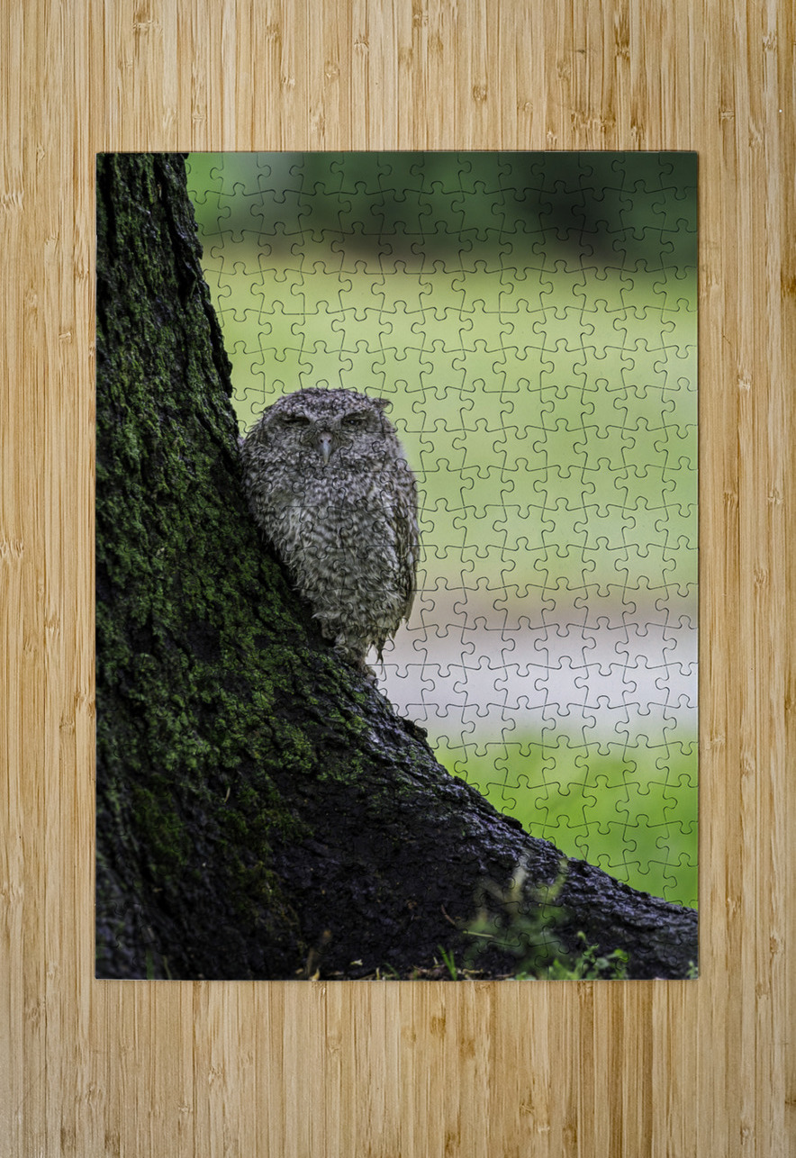 Eastern Screech Owlet Aman Sharma Puzzle printing