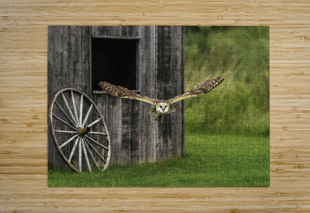 Barn Owl Colored Aman Sharma Puzzle printing