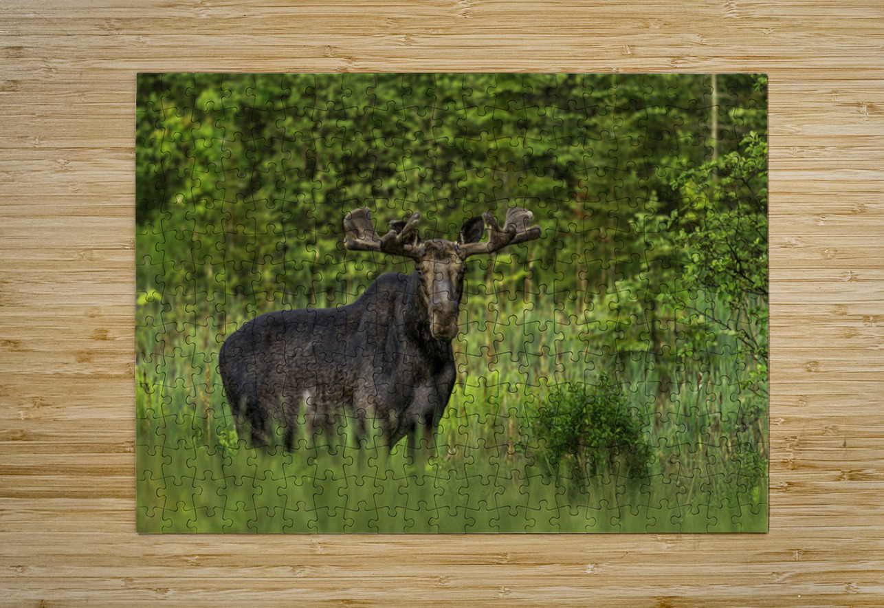 Bull Moose in Algonquin Park. Aman Sharma Puzzle printing