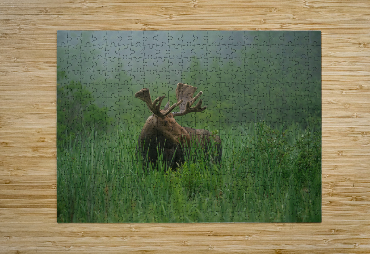 Bull Moose on a Foggy Morning Aman Sharma Puzzle printing