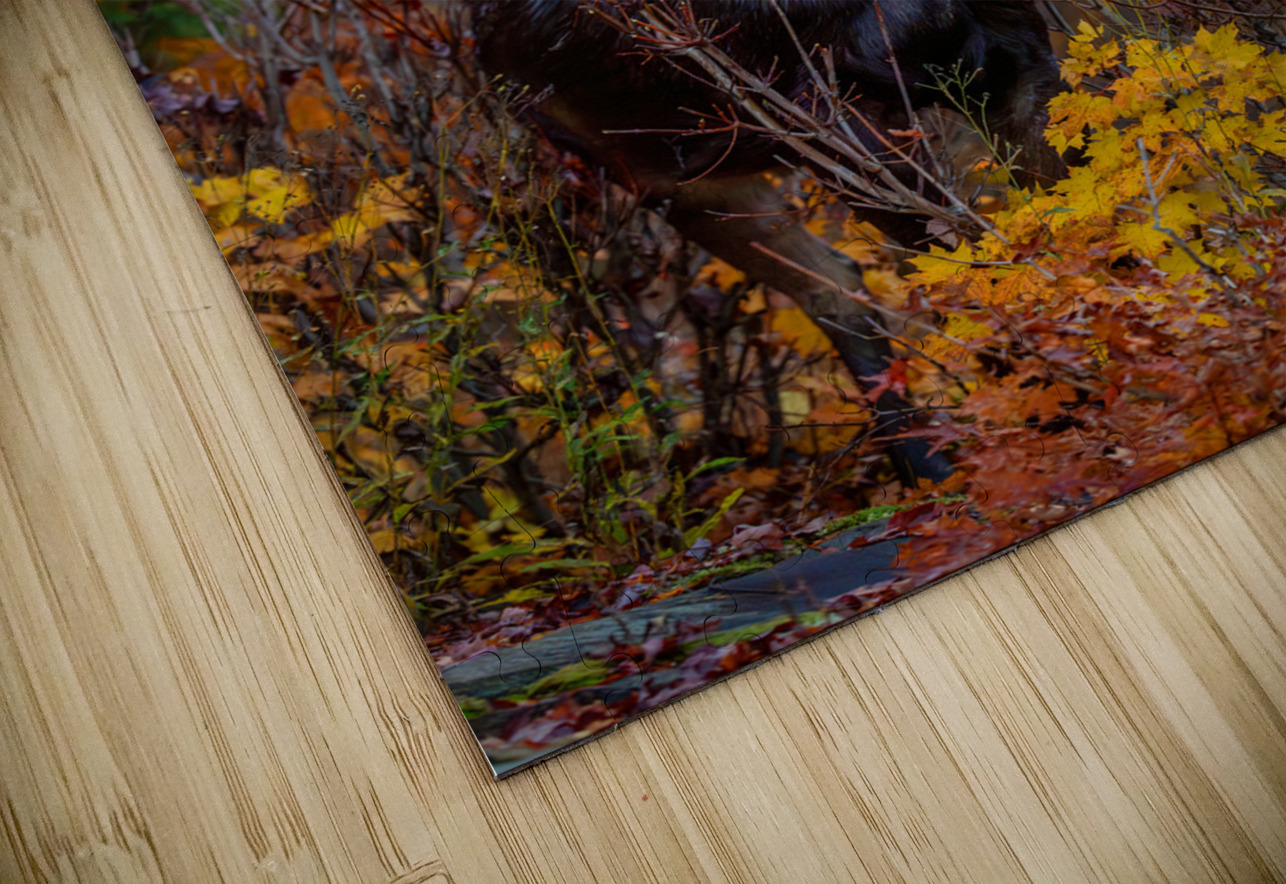 Bull Moose in Fall Colors Aman Sharma Puzzle
