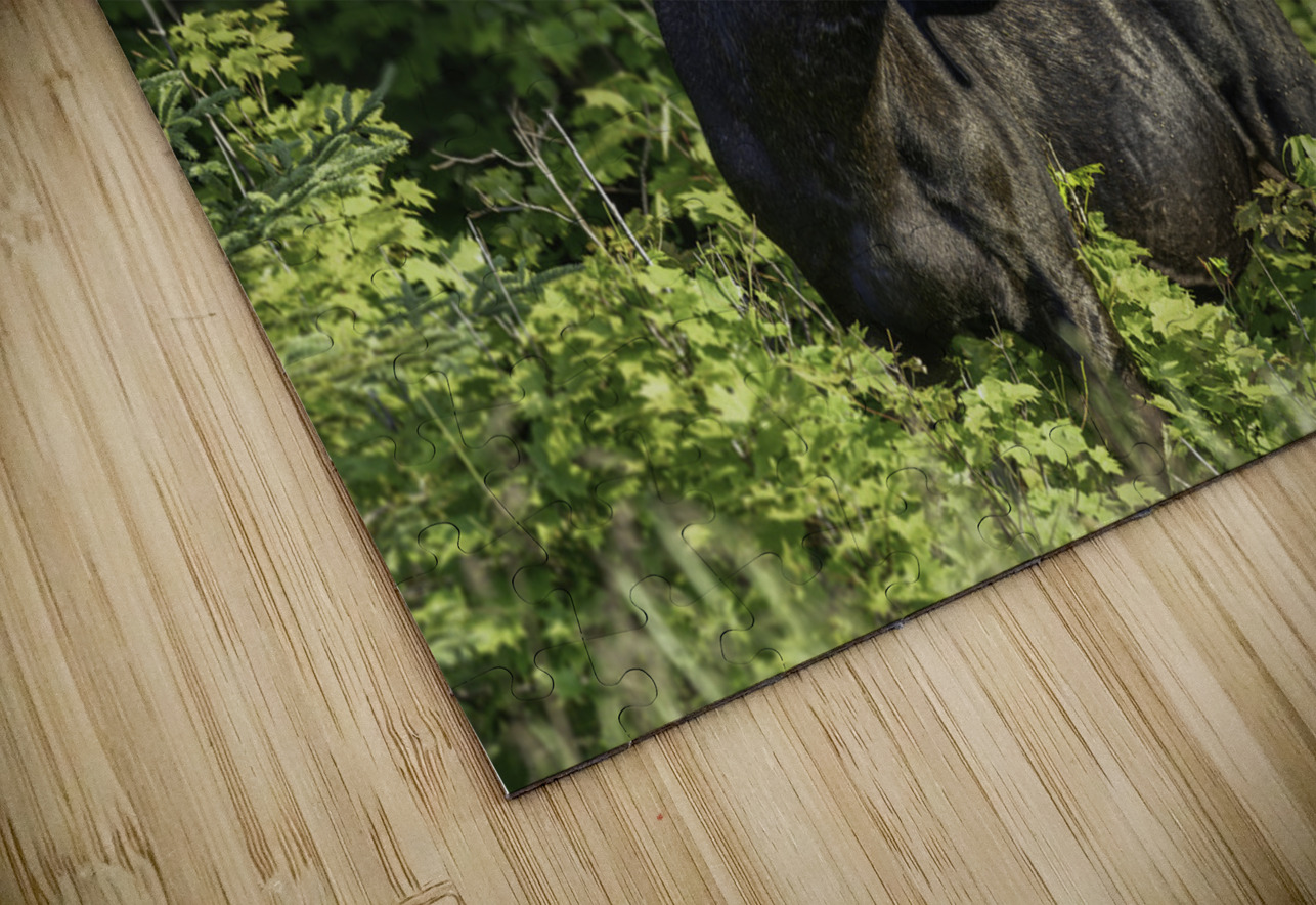 Bull Moose in early morning light. Aman Sharma Puzzle