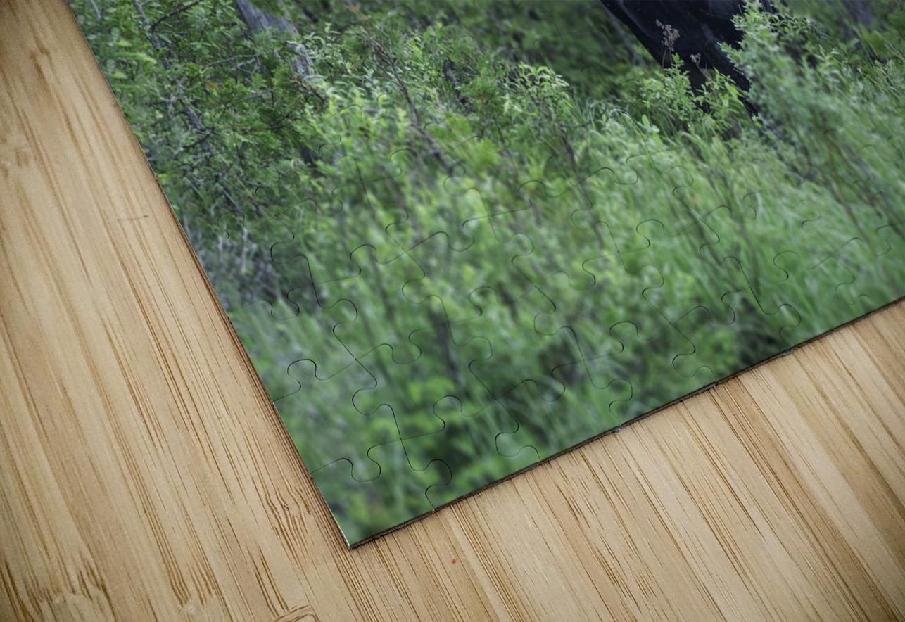 Gaze of a Bull Moose Aman Sharma Puzzle