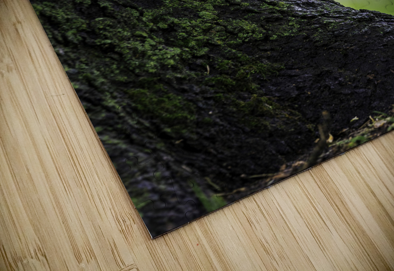 Eastern Screech Owlet Aman Sharma Puzzle