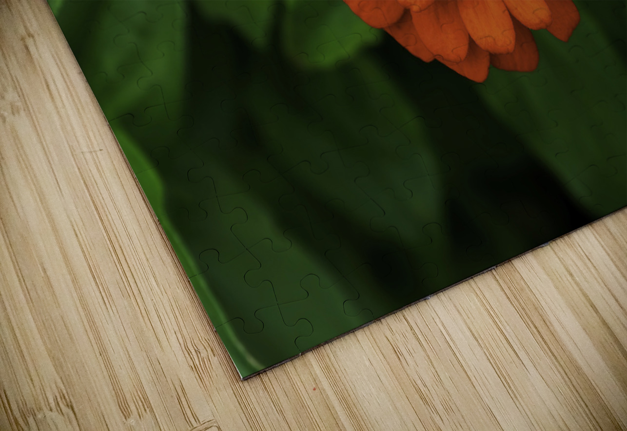 Dahlia Delight Aman Sharma Puzzle