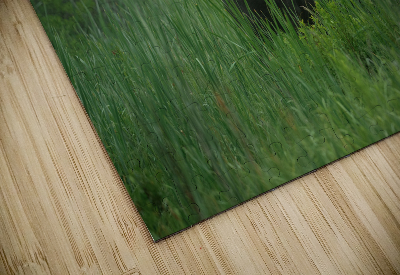 Bull Moose on a Foggy Morning Aman Sharma Puzzle