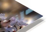 Cherry Blossom HD Metal print