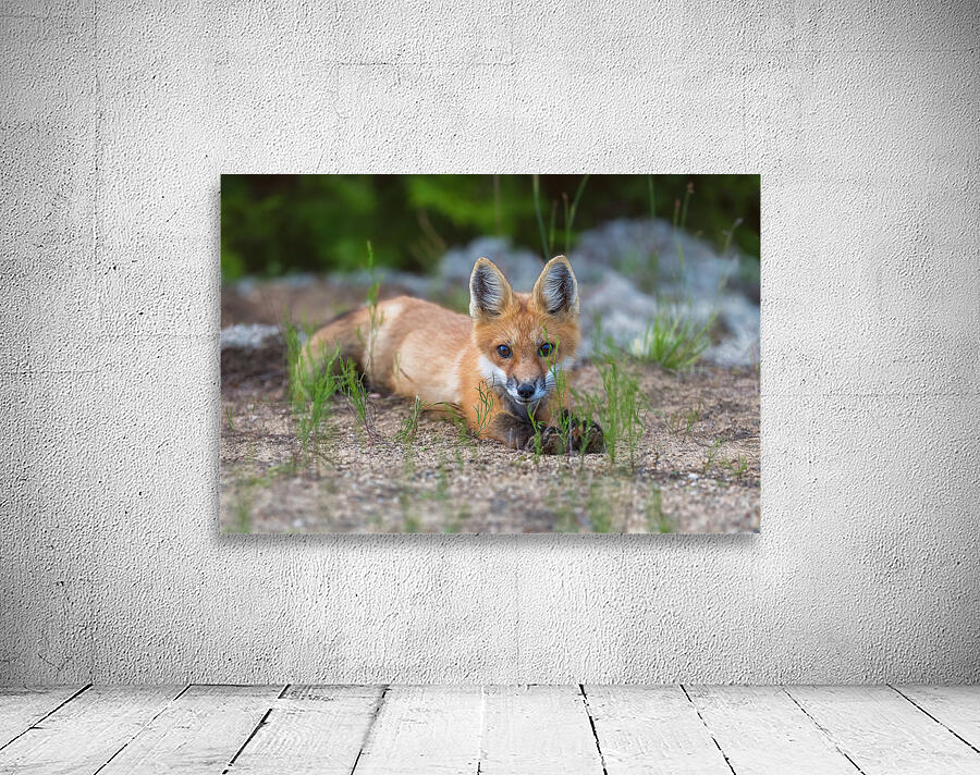 Memerizing Gaze of a Fox Kit Wall Preview