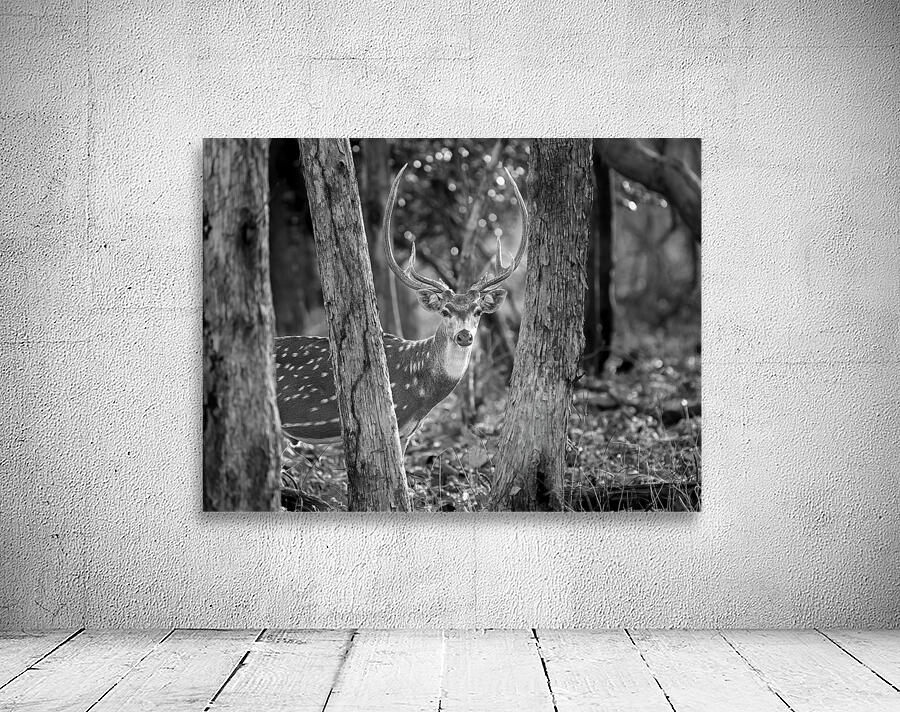 The Big Spotted Deer Wall Preview