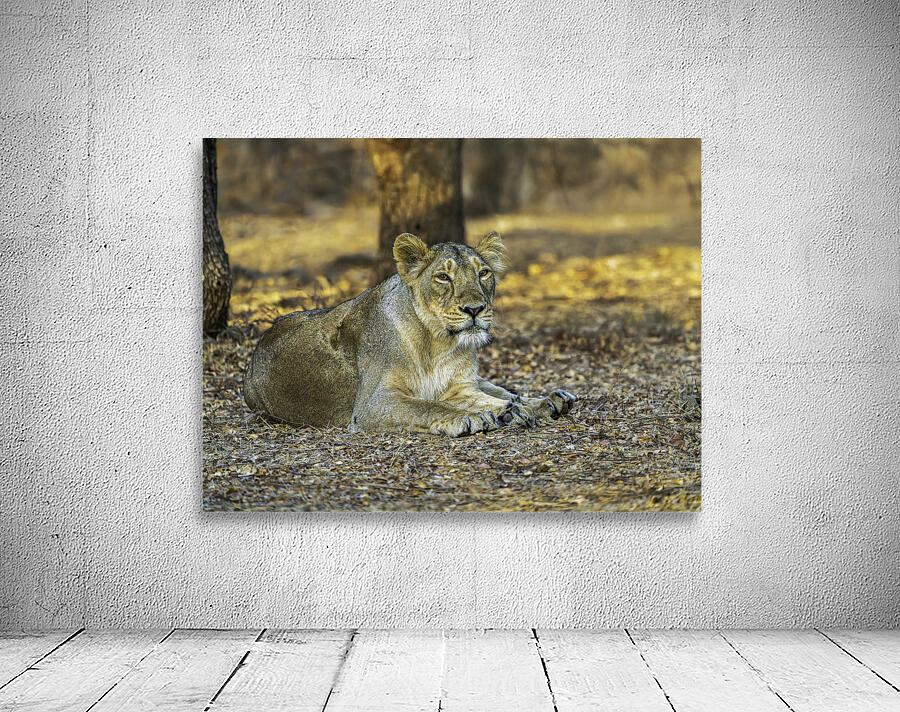 Lioness in Golden Light Wall Preview