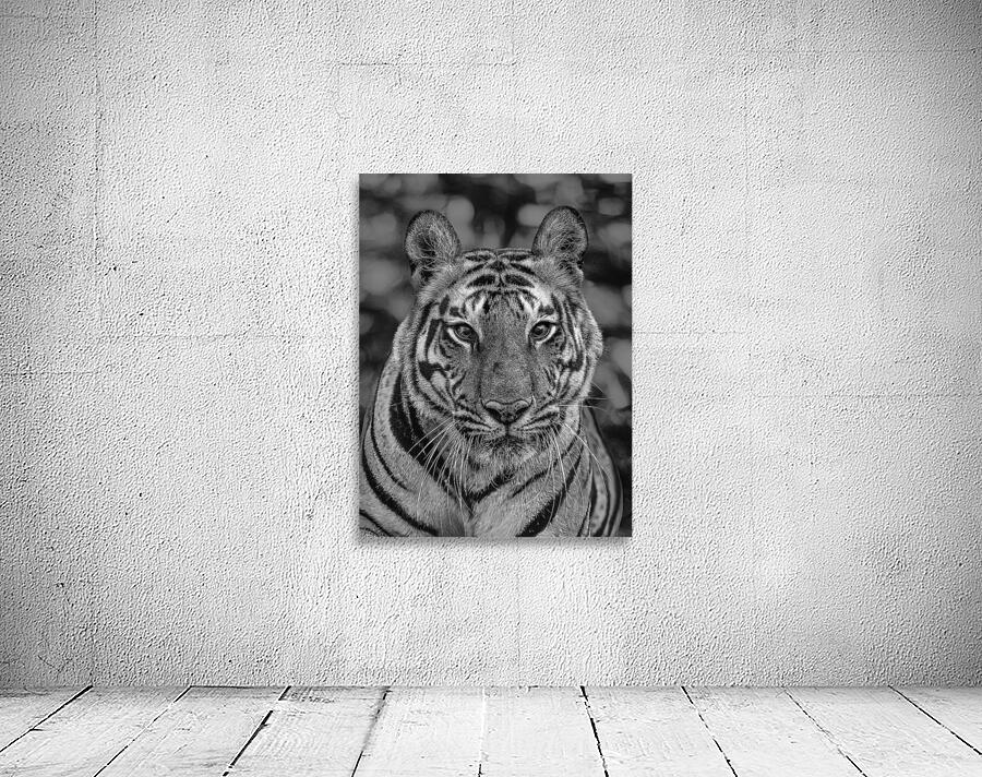 Eyes of the Wild Wall Preview