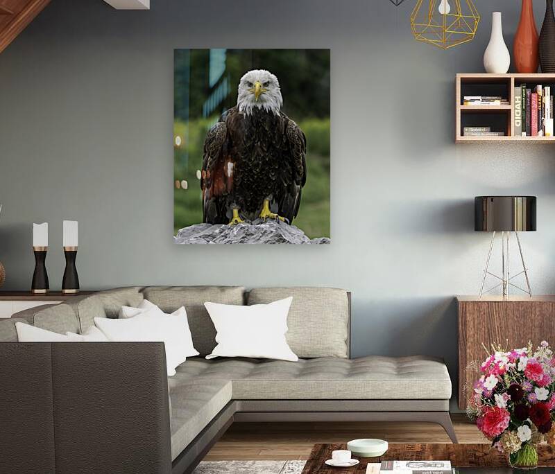 Eagle Eye Reproduction