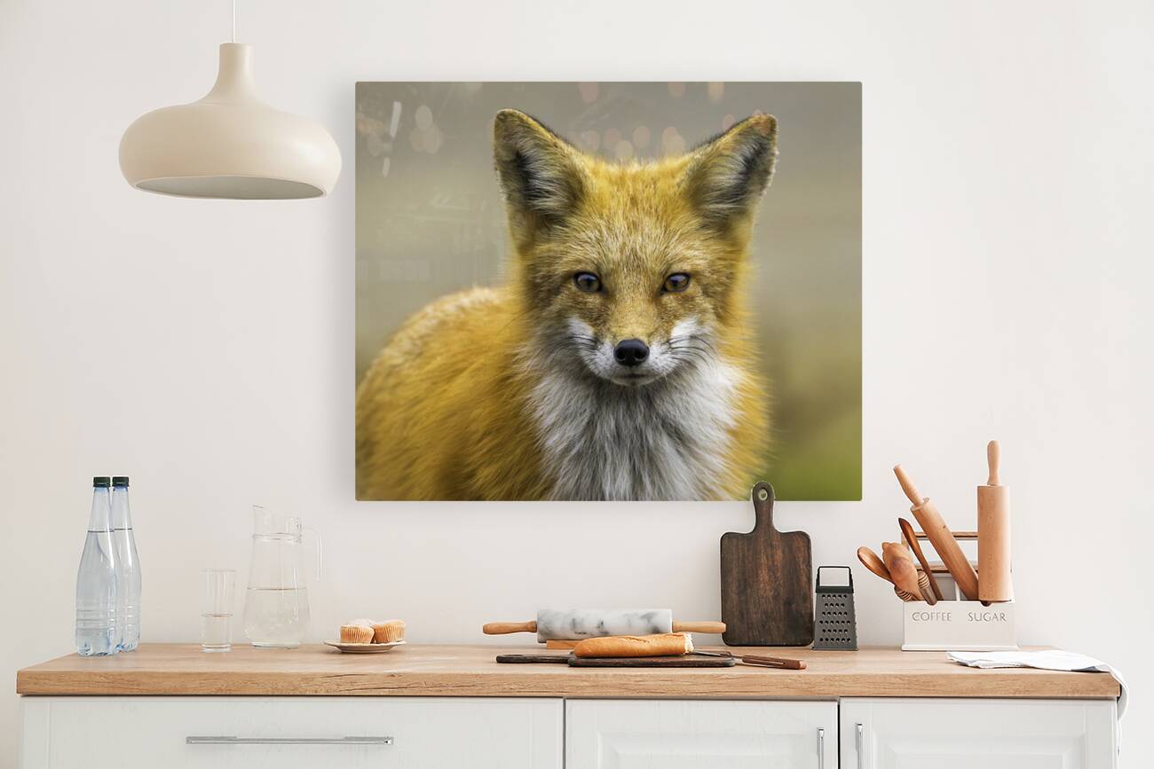 Eyes of a Fox Reproduction