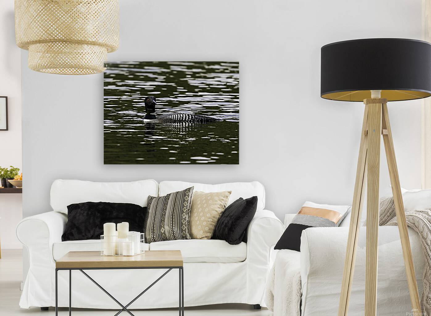 Common Loon in Water. Reproduction